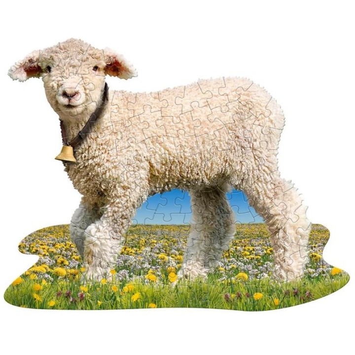 I AM LIL LAMB | Jeux et Trolleries | Spécialiste des jeux de société, jeux de cartes et wargames