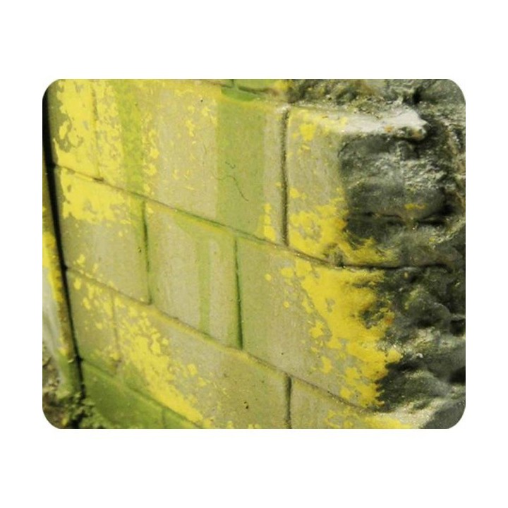 Effet d'environnement moisissure et lichen
