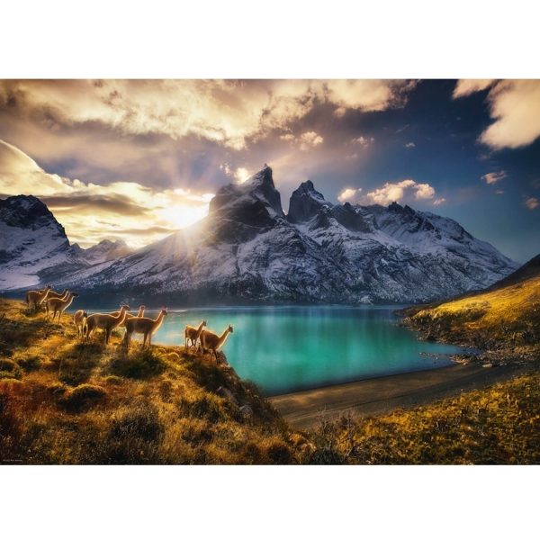 EDITION ALEXANDER VON HUMBOLDT GUANACOS